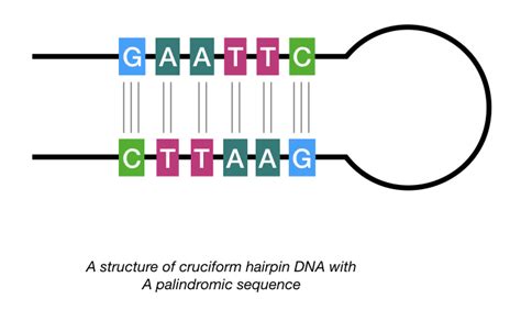 Hairpin rna  After immune challenge in plants, induced RNA helicases that are homologous to Ded1p in yeast and DDX3X in humans resolve these structures, allowing ribosomes to bypass uAUGs to translate downstream defence proteins